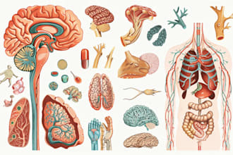 create anatomy, medical, and scientific illustrations