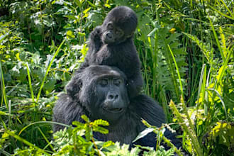 provide a business consultation and east african travel itinerary audit