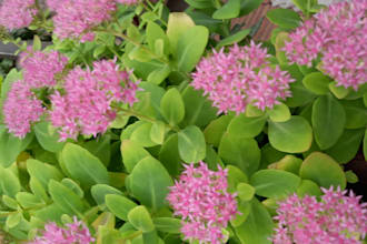 write SEO articles and blog posts about gardening and home decoration