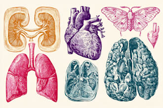 create anatomy, medical, and scientific illustrations