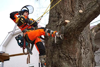 do tree removal arborist services lawn care landscaping tree trimming website