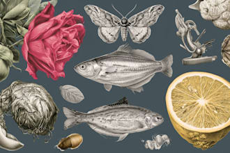 draw realistic scientific and wildlife illustrations