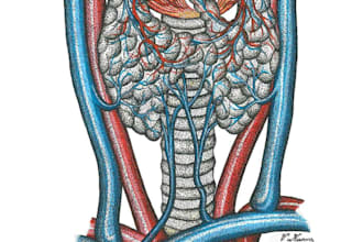 create anatomical medical illustrations by hand