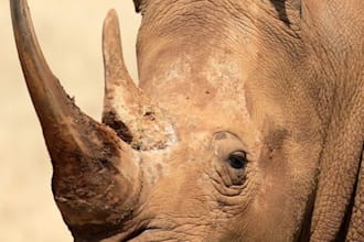 teach you rhinoceros 3d
