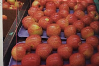 build custom yolo object detection and computer vision models