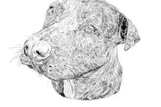 draw your cat, dog, or other pet