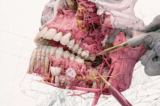 do realistic medical illustration