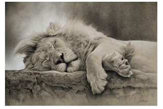 draw a realistic wildlife portrait in graphite or charcoal