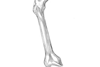 draw professional medical and anatomical illustrations