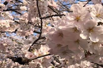plan your custom japan travel itinerary