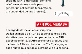 transcripciones de textos y audios