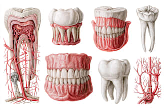 draw detailed medical, anatomical, and scientific art