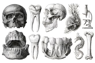 draw anatomy, medical, and scientific illustration