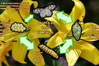 mappe concettuali  per esami e studio