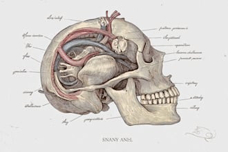 draw detailed medical illustrations