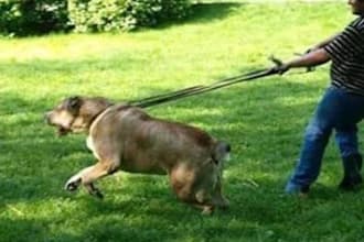 negotiate with russian speaking dog breeders for ex yu