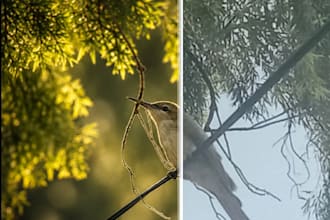 enhance, restore, and sharpen your any low quality images