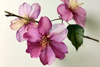 draw a botanical illustration