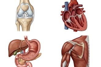 draw professional anatomy illustrations