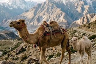 write engaging islamic story historical narrative and ebook content