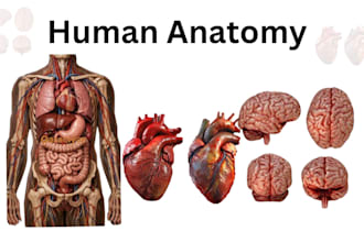 create anatomy, medical, and scientific illustrations, diagram