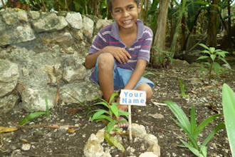 plant a Tree with your name with a Maya family in Guatemala