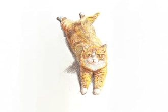 make drawings for your pets