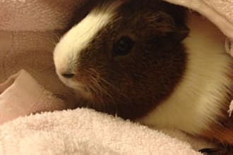 answer your question about guinea pig adoption or care