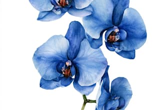 do a botanical illustration