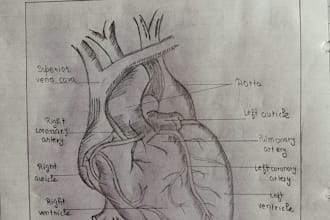 draw neat hand drawn heart diagrams
