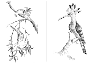 do birds sketch with unique realistic sketching style