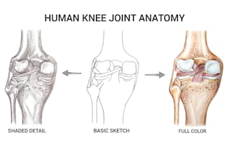 draw medical anatomy illustration and scientific artwork