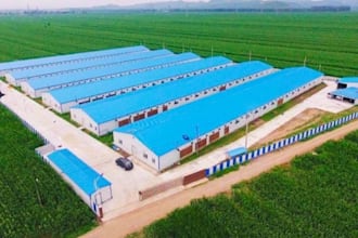 design 3d poultry farm, farm layout, farmhouse , site plan, livestock shelter