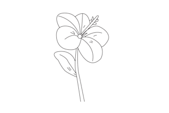 draw line art illustration botanical and flower beautifully