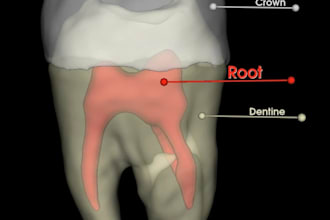 design custom 3d grillz teeth jewelry and digital tooth accessories