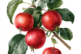illustrate best botanical illustration