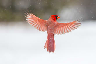 professionally edit your bird photography in lightroom