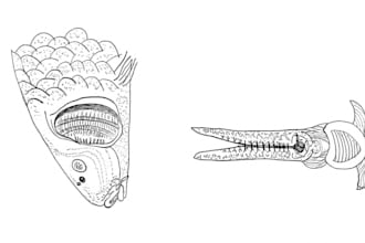 create neat biology, anatomy and medical illustrations