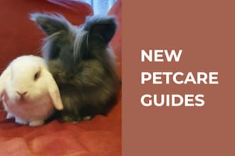 design a custom new pet care and behaviour guide