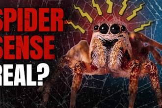 design dramatic animal and wildlife youtube thumbnails
