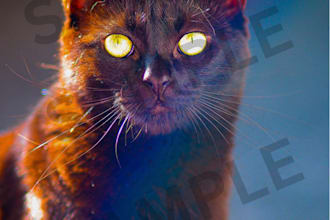 click your portraits for an affordable price