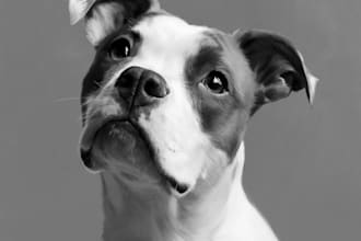 draw pet portraits from your photo pet gift pet painting