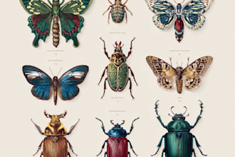 draw insects, arthropods, or animals in scientific illustrations digitally