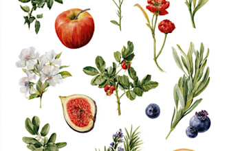 draw botanical vector illustration of plants