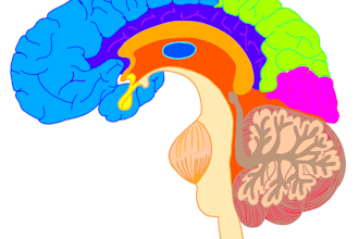 create scientific illustrations and medical diagrams