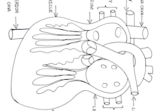 create scientific illustrations and medical diagrams