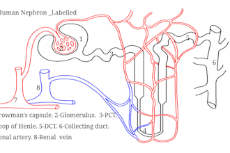 create scientific illustrations and medical diagrams