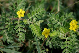 write an article on any herb or natural medicine