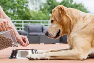 formulate custom pet food supplements and nutrition recipes