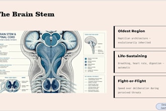 design professional powerpoint presentations and pitch decks